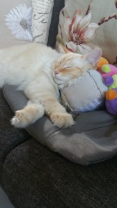 Baby toys make great pillows for cats
